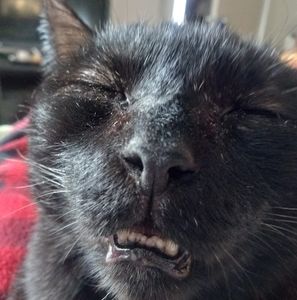 Meet your Posher, Bonnie